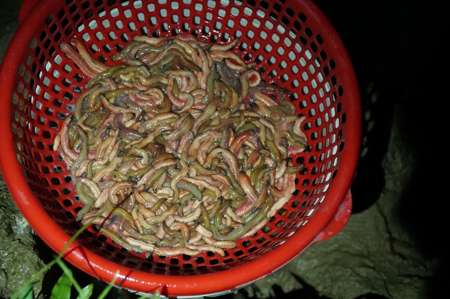 Cũng vì không phải đầu tư công sức, tiền của nuôi trồng, chăm bón nhưng lại được bán với giá thành cao nên người dân gọi rươi là “lộc trời”.