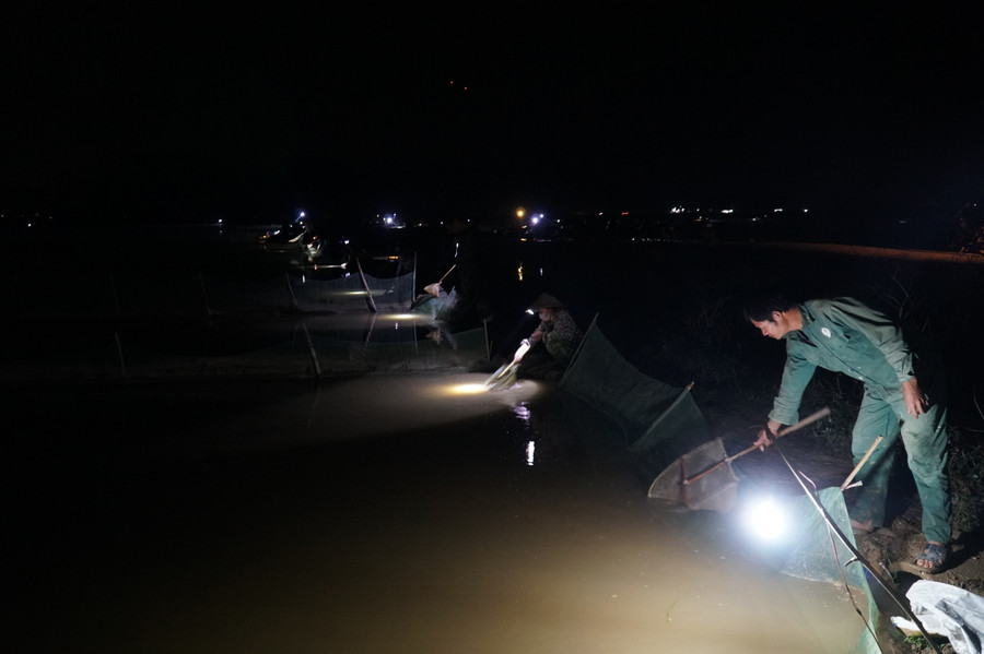 Để đảm bảo hộ dân nào cũng có thể &quot;trồng&quot; loại đặc sản này, chính quyền xã Châu Nhân, Hưng Nguyên, Nghệ An đã phân chia ruộng. Rươi được xem là &quot;lộc trời&quot; nên không phải ruộng ai cũng nhiều rươi, có nhà thu chục triệu nhưng có nhà thu nhập ít hơn. Tuy nhiên, rươi vào ruộng nhà nào, nhà ấy thu hoạch, không có việc tranh giành lẫn nhau. Ai có nhiều thì bà con trong xóm sẽ mừng cho người đó.