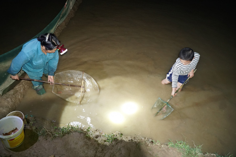 Hiện thanh niên trong làng đều rời quê tìm kiếm việc làm ở thành phố lớn. Việc đồng áng cũng như thu hoạch rươi chủ yếu là người lớn tuổi ở nhà. Trong ảnh, cháu Hồ Sỹ Nam (7 tuổi, xóm Nhân 2, xã Châu Nhân) theo bà ra ruộng đòi xuống vớt rươi.