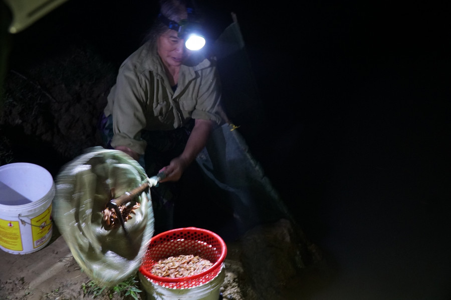 Tuy nhiên, rươi là loài thuộc họ giun đất, dễ vỡ khi chạm tay vào, vì vậy, người dân phải cẩn thận dùng vợt để vớt sau đó nhẹ nhàng trút vào xô.