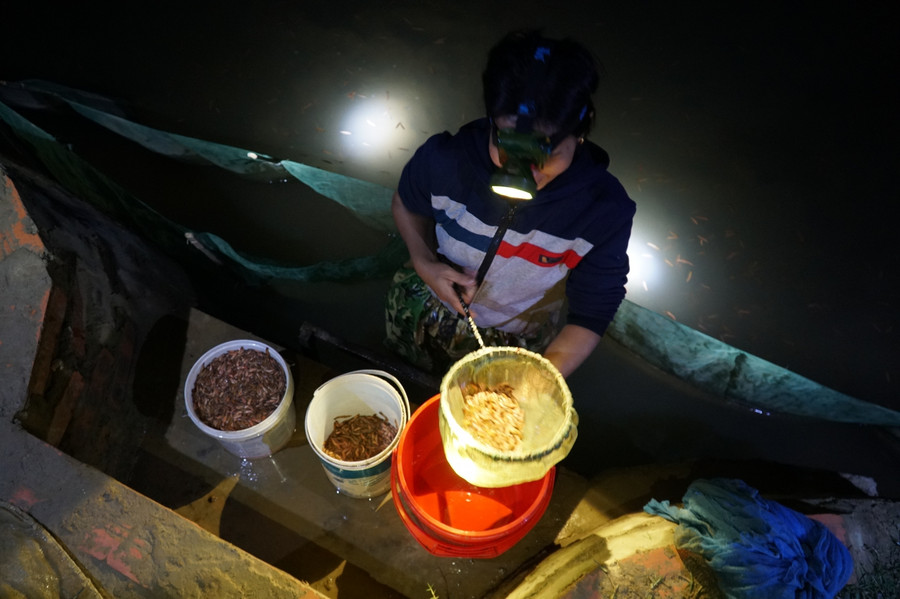 Rươi được thương lái thu mua ngay tại ruộng với giá giao động từ 400-500 nghìn đồng/kg. Ngày cao điểm, bà con có thể đứng một chỗ, vớt được hàng chục triệu đồng.