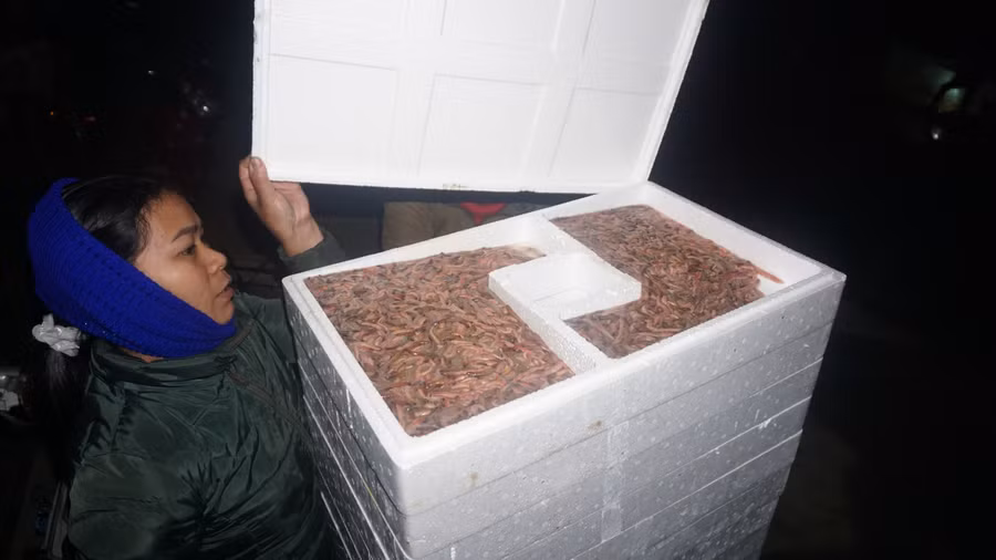 Rươi Châu Nhân được thương lái đến tận ruộng để thu mua. Loại đặc sản này giàu chất dinh dưỡng được người dân nuôi tự nhiên, người dân chỉ cày xới đất ruộng cho tơi xốp, không được cho thuốc tăng trưởng hay phân hóa học, nếu không rươi sẽ chết. Vì vậy, rươi Châu Nhân được các nhà hàng ưa chuộng, săn lùng.