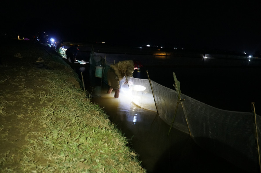 Rươi thường &quot;mọc&quot; vào buổi tối hoặc nửa đêm về sáng. Trời rét, nhưng ngoài đồng, ánh đèn pin sáng chi chít, người dân đổ ra đồng, trực &quot;săn&quot; rươi vào thời điểm hiếm có này.