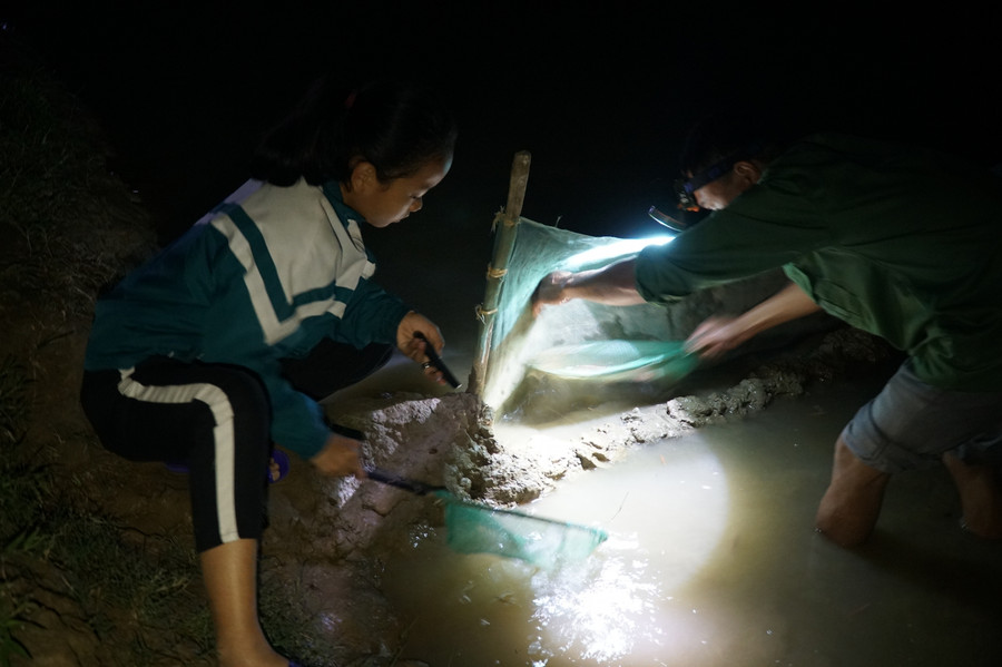 Trước kia rươi &quot;mọc&quot; ngoài đồng, được người dân vớt để làm thức ăn hay làm mắm (ruốc) ăn dần. Khoảng 15 năm trở lại đây, rươi trở thành đặc sản. Rươi trở thành đặc sản giá thành cao, người dân cũng không đi vớt tự do nữa, mà ruộng nhà ai, người nấy rào lưới để khai thác.