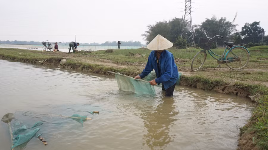 Rươi được dân gian gọi là "rồng đất", sống dưới lớp bùn lầy dưới ruộng khu vực gần sông. Để thu hoạch được rươi, người dân thường rào quanh ruộng của mình bằng lưới, đào lạch để dẫn nước từ ngoài sông vào ruộng. Khi rươi “mọc” nổi lên mặt ruộng thì tháo nước để vớt.