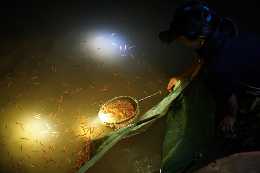 Công việc tưởng chừng đơn giản nhưng khá vất vả bởi người vớt phải cúi khom lưng trong thời gian dài., Tuy nhiên số ngày may mắn như thế này không nhiều, người dân không dám bỏ ruộng, mà đứng vớt cho đến khi hết rươi mới ra về.