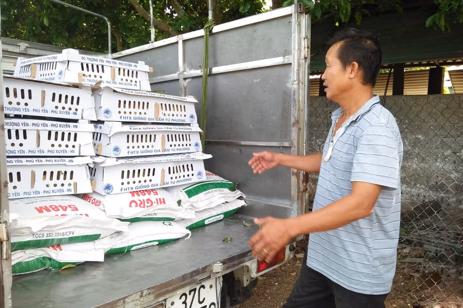 Giá thức ăn chăn nuôi đang là gánh nặng với nhiều hộ chăn nuôi.