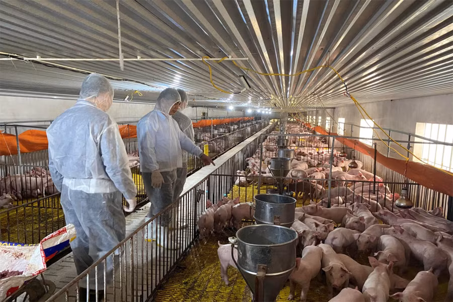 Giá đầu vào tăng, đầu ra giảm khiến nhiều trang trại lớn phải giảm quy mô.