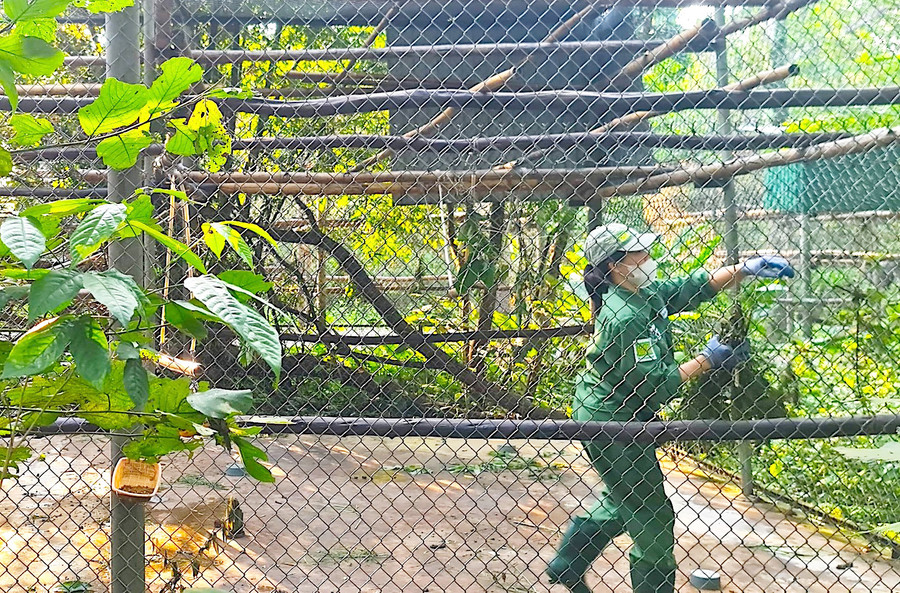 Cán bộ nhân viên của Trung tâm chuẩn bị thức ăn và làm công tác vệ sinh chuồng trại. Mỗi ngày, số linh trưởng của Trung tâm “ngốn” từ 300 - 400 kg lá, thuộc khoảng 160 loài cây. Nguồn thức ăn này được lấy từ khu vực rừng trồng và khu phục hồi sinh thái. Cán bộ nhân viên của Trung tâm chuẩn bị thức ăn và làm công tác vệ sinh chuồng trại. Mỗi ngày, số linh trưởng của Trung tâm “ngốn” từ 300 - 400 kg lá, thuộc khoảng 160 loài cây. Nguồn thức ăn này được lấy từ khu vực rừng trồng và khu phục hồi sinh thái.