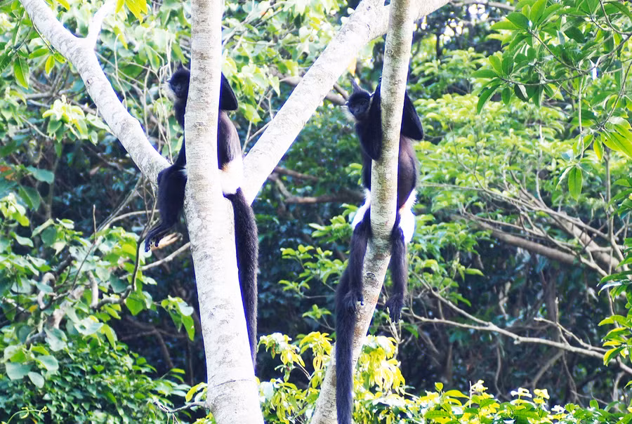 Cá thể voọc mông trắng - một trong những loài đặc hữu của Việt Nam, được liệt kê trong danh sách 25 loài có nguy cơ bị tuyệt chủng nhất thế giới.