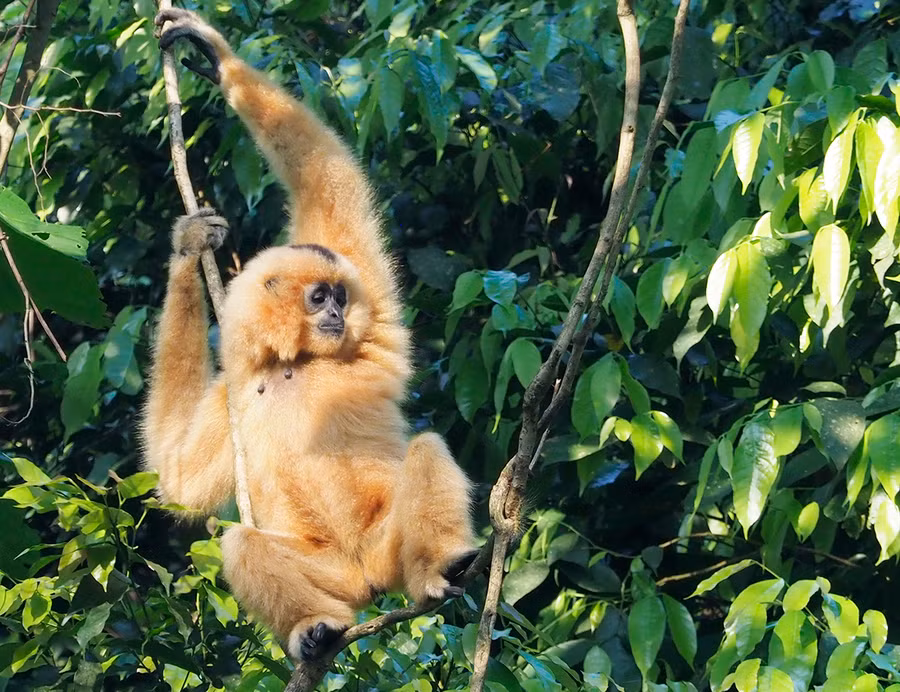 Sau một thời gian chăm sóc đặc biệt, đến nay 10 cá thể của 2 loài (vượn đen má hung và voọc mông trắng) sống trong môi trường bán hoang dã được thả đi kiếm ăn trong rừng. Ở Việt Nam, loài này đang bị đe dọa tuyệt chủng do nạn săn bắt và chia cắt môi trường sống. Số lượng quần thể ngày càng bị suy giảm nên loài này có thể được liệt kê trong danh sách loài có nguy cơ bị tuyệt chủng cao.