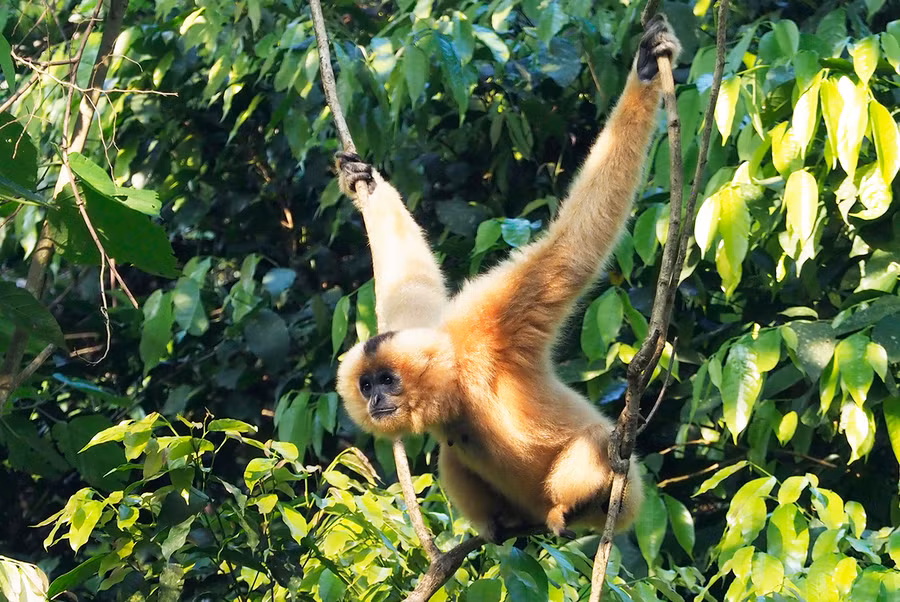 Sau một thời gian chăm sóc đặc biệt, đến nay 10 cá thể của 2 loài (vượn đen má hung và voọc mông trắng) sống trong môi trường bán hoang dã được thả đi kiếm ăn trong rừng. Ở Việt Nam, loài này đang bị đe dọa tuyệt chủng do nạn săn bắt và chia cắt môi trường sống. Số lượng quần thể ngày càng bị suy giảm nên loài này có thể được liệt kê trong danh sách loài có nguy cơ bị tuyệt chủng cao.