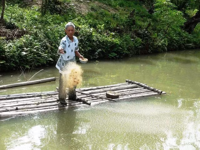 Ông Lương Văn So đang cho cá ăn trong ao nuôi của gia đình.