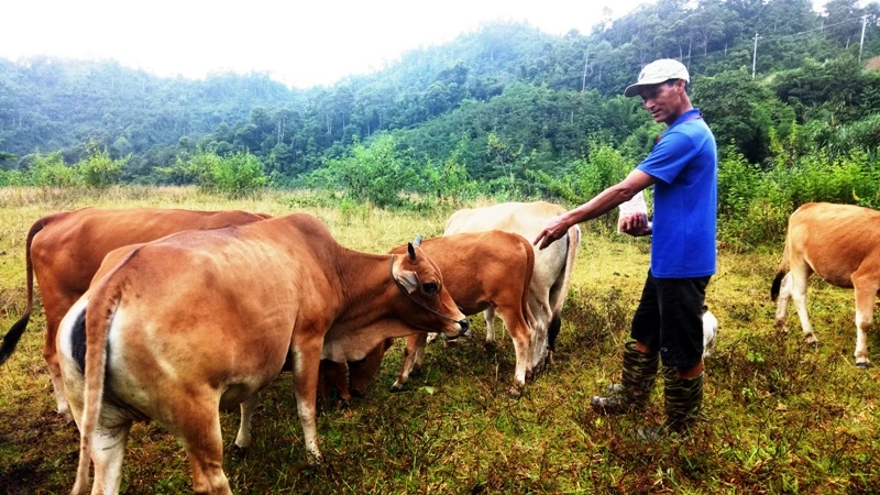 Ông Hà Văn Hôm, ở bản Pá Quăn, xã Trung Lý, huyện Mường Lát (Thanh Hóa) và đàn bò của gia đình.