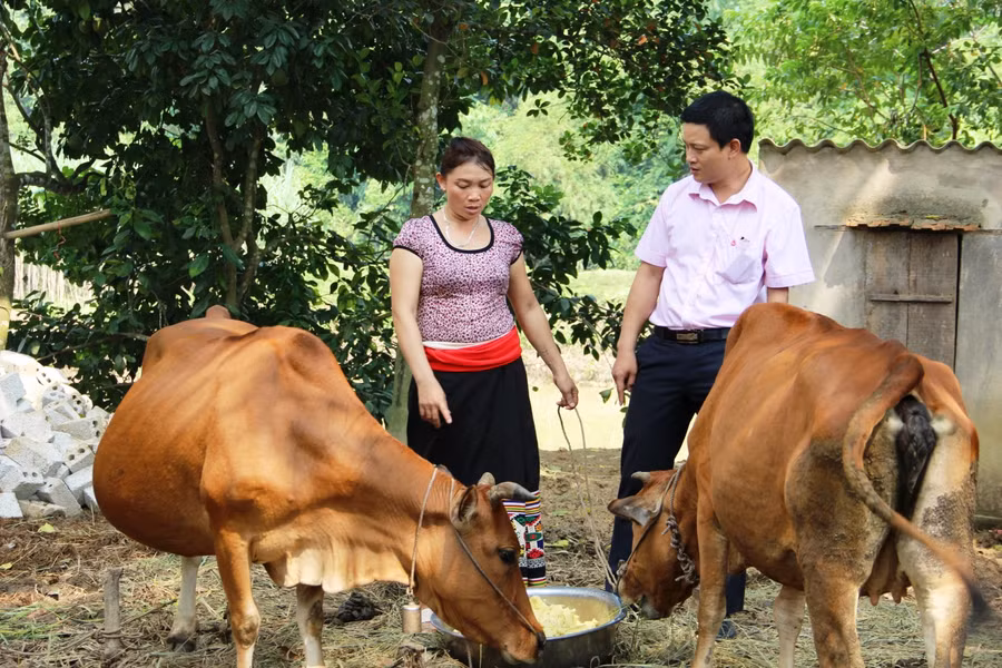 Cán bộ ngân hàng CSXH đến thăm mô hình chăn nuôi bò của hộ dân vay vốn phát triển kinh tế.