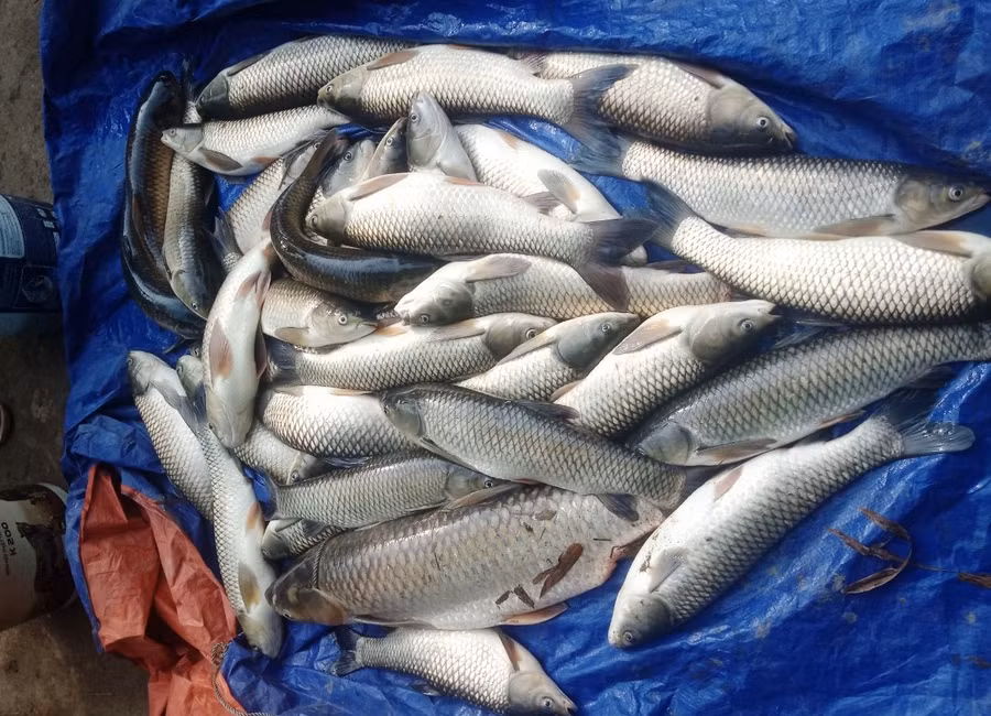 Tính đến sáng 15/4, huyện Cẩm Thủy đã có hơn 14 tấn cá lồng trên sông Mã có cá bị chết chưa rõ nguyên nhân.