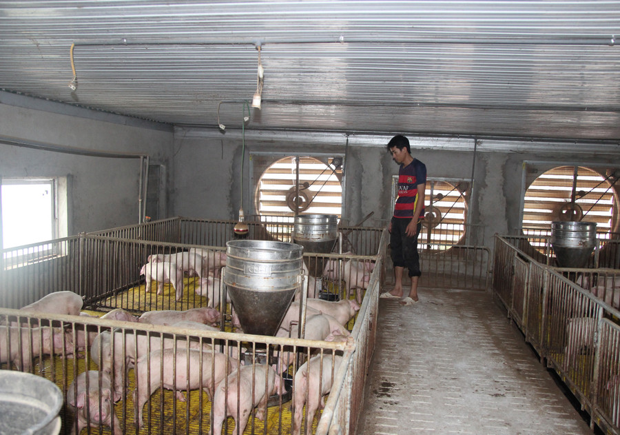 Các cơ sở chăn nuôi lợn cần thực hiện an toàn sinh học, kiểm soát không cho người lạ vào khu vực chăn nuôi Các cơ sở chăn nuôi lợn cần thực hiện an toàn sinh học, kiểm soát không cho người lạ vào khu vực chăn nuôi