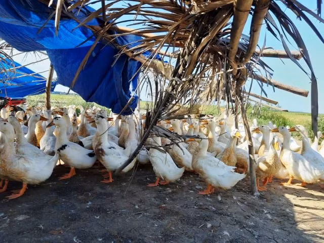 Số vịt được người dân Quảng Bình gom lại cho anh Dương sau vụ tai nạn. Ảnh: anh Dương cung cấp.