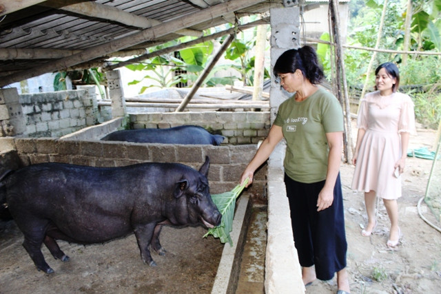  Bà Hà Thị Quý, trú tại thôn Ảng, xã Quang Hiến thoát nghèo nhờ sự hỗ trợ từ Nghị quyết 30a.