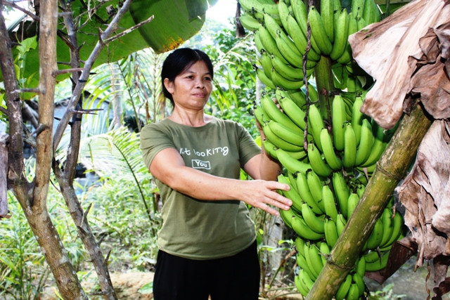 Nhờ vốn hỗ trợ từ Chương trình 30a, bà Hà Thị Quý đã vươn lên thoát nghèo.