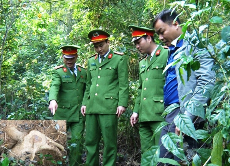 Lực lượng chức năng đang kiểm tra hiện trường gốc sưa bị đào trộm. Ảnh: Công an Thanh Hóa cung cấp.