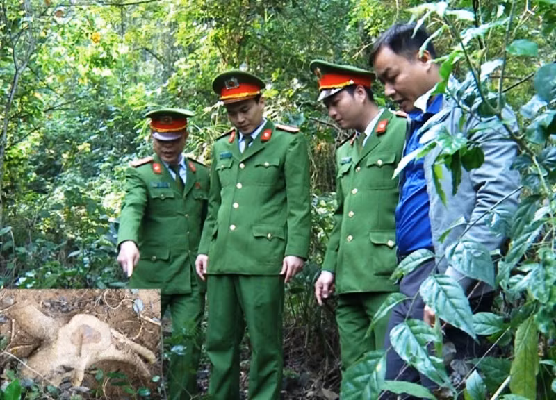 Lực lượng chức năng đang kiểm tra hiện trường gốc sưa bị đào trộm. Ảnh: Công an Thanh Hóa cung cấp.