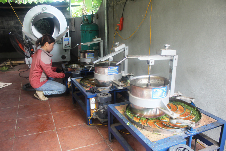 Sơ chế chè tại một hộ dân ở huyện Như Xuân (Thanh Hóa). Ảnh: TL. Sơ chế chè tại một hộ dân ở huyện Như Xuân (Thanh Hóa). Ảnh: TL.