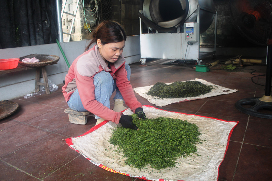 Người trồng chè ở huyện Như Xuân (Thanh Hóa) sơ chế chè tươi để sấy. Ảnh: TL. Người trồng chè ở huyện Như Xuân (Thanh Hóa) sơ chế chè tươi để sấy. Ảnh: TL.