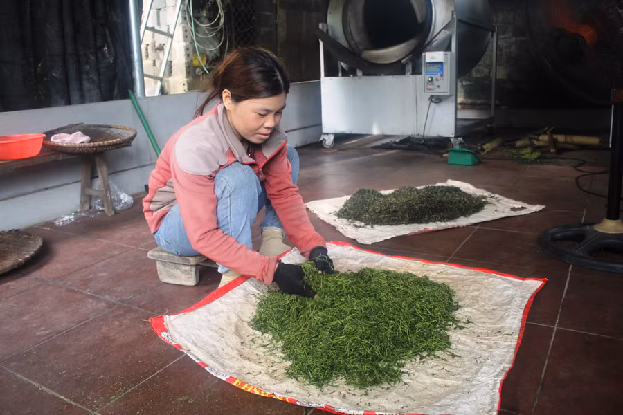 Người trồng chè ở huyện Như Xuân (Thanh Hóa) sơ chế chè tươi để sấy. Ảnh: TL.