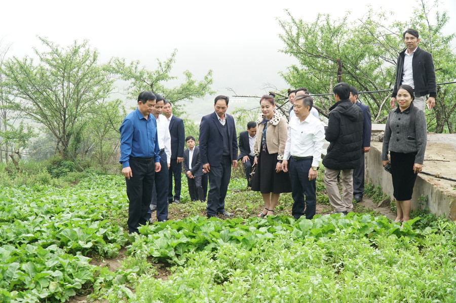 Vườn rau của giáo viên và học sinh Trường Phổ thông DTBT THCS Mường Lống (huyện Kỳ Sơn, Nghệ An). Ảnh: Hồ Lài. Vườn rau của giáo viên và học sinh Trường Phổ thông DTBT THCS Mường Lống (huyện Kỳ Sơn, Nghệ An). Ảnh: Hồ Lài.