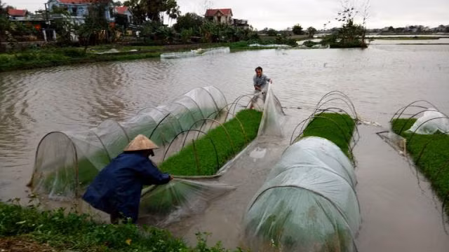 Vợ chồng bà Phạm Thị Chí, trú tại thôn Chính Hảo, xã Quảng Đông, TP Thanh Hóa ra ruộng "cứu" mạ sau cơn mưa.