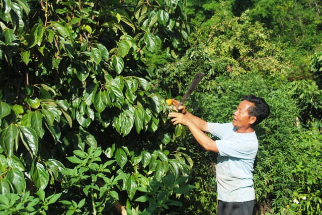 Đồng bào dân tộc Mông ở bản Pom Khuông, xã Tam Chung (Mường Lát) vay vốn ngân hàng CSXH phát triển sản xuất, cải thiện đời sống.