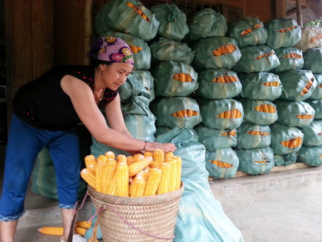 Có vốn vay từ ngân hàng CSXH, đồng bào Dao ở bản Hạ Sơn, xã Pù Nhi, Mường Lát (Thanh Hóa) chuyển đổi cơ cấu mùa vụ hiệu quả.