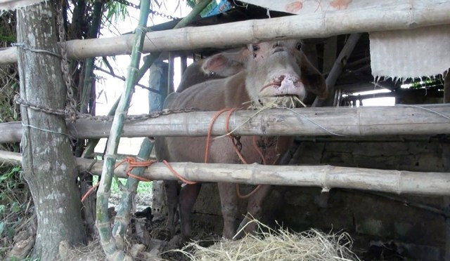 Một trong 4 con trâu lạ bị chính quyền và người dân xã Thiệu Trung nhốt lại, chờ tìm chủ trâu đến nhận. Một trong 4 con trâu lạ bị chính quyền và người dân xã Thiệu Trung nhốt lại, chờ tìm chủ trâu đến nhận.