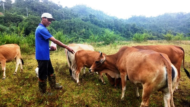 Ông Hà Văn Hôm, ở bản Pá Quăn, xã Trung Lý, huyện Mường Lát (Thanh Hóa) và đàn bò của gia đình. 