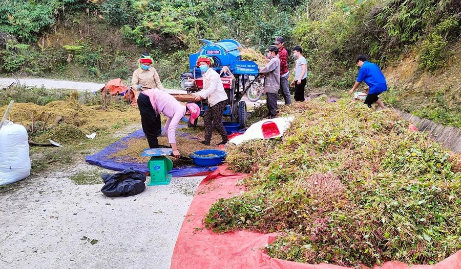 Cây tam giác mạch được trồng và thu hoạch tại Hà Giang.