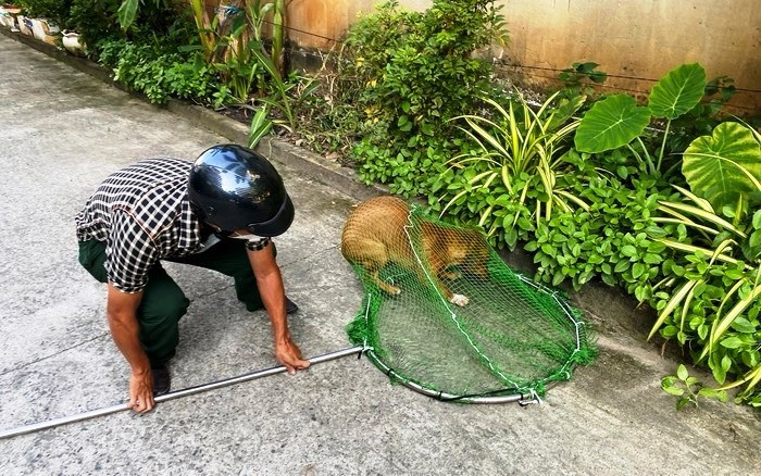 Bắt chó thả rông. (Ảnh: H.Ng).