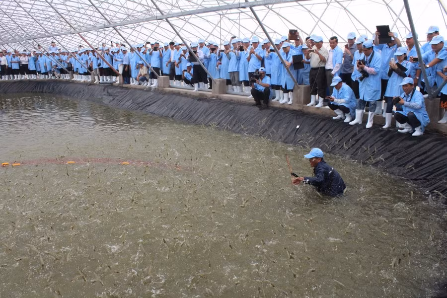 Nhiều hộ gia đình ở các tỉnh ĐBSCL đã áp dụng mô hình “tôm-lúa” để thích nghi với tự nhiên. Ảnh Đình Tuyển