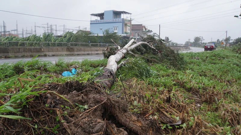 Cây gãy đổ trên địa bàn Quảng Ngãi