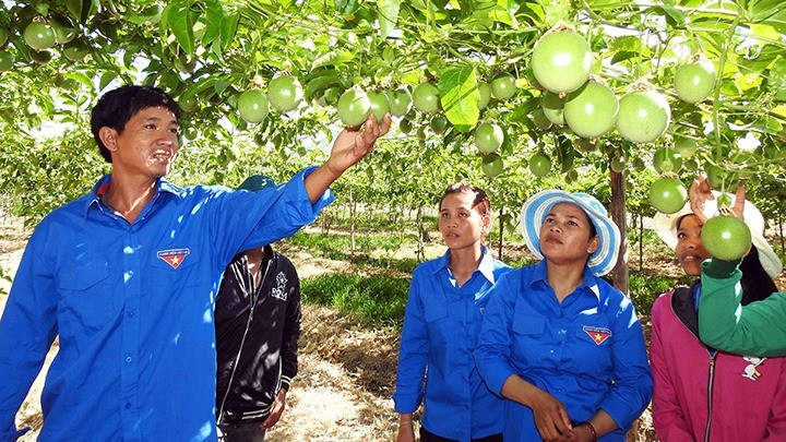 Mô hình trồng chanh dây của đoàn viên Trương Tự Trị ở xã Phước Hòa, huyện Bác Ái thu hút sự quan tâm của nhiều thanh niên dân tộc thiểu số. Ảnh: Tạp chí Dân vận Mô hình trồng chanh dây của đoàn viên Trương Tự Trị ở xã Phước Hòa, huyện Bác Ái thu hút sự quan tâm của nhiều thanh niên dân tộc thiểu số. Ảnh: Tạp chí Dân vận