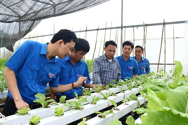 Mô hình phát triển kinh tế trồng rau thủy canh của đoàn viên thanh niên huyện Tiên Lữ (Hưng Yên). Ảnh: Báo Nhân dân Mô hình phát triển kinh tế trồng rau thủy canh của đoàn viên thanh niên huyện Tiên Lữ (Hưng Yên). Ảnh: Báo Nhân dân