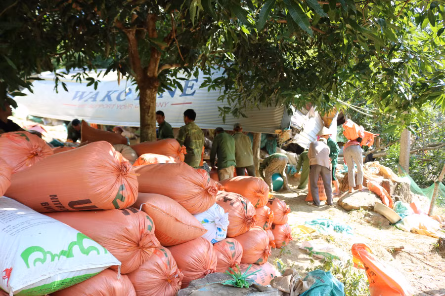 Toàn bộ hàng hóa trên xe tải là lúa