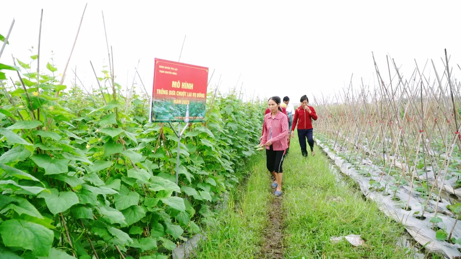 Nhiều mô hình nông nghiệp mới giúp nông dân Yên Lạc có thu nhập khá. Ảnh: Trần Biển