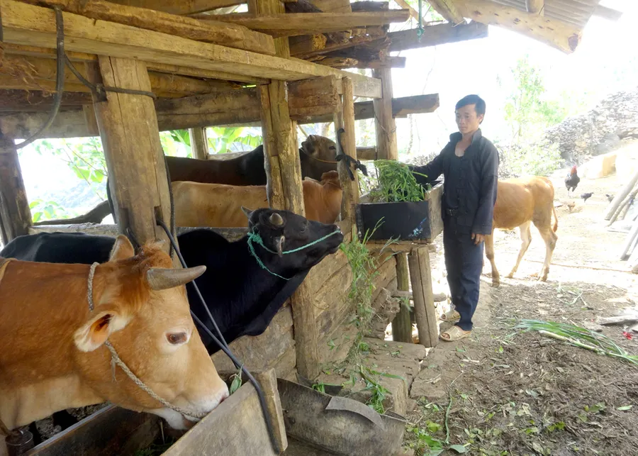 Nguồn vốn tín dụng chính sách giúp hộ nghèo huyện Yên Minh (Hà Giang) phát triển chăn nuôi. Ảnh: Phạm Hoan