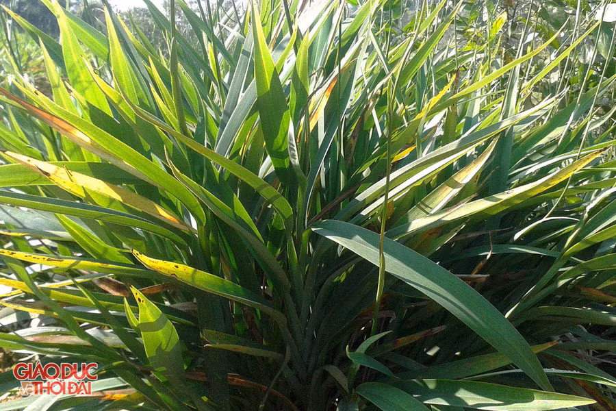 Cây rễ hương còn có nhiều tên gọi khác như cây hương bài, xương quạt, hương lâu, lâm nữ.