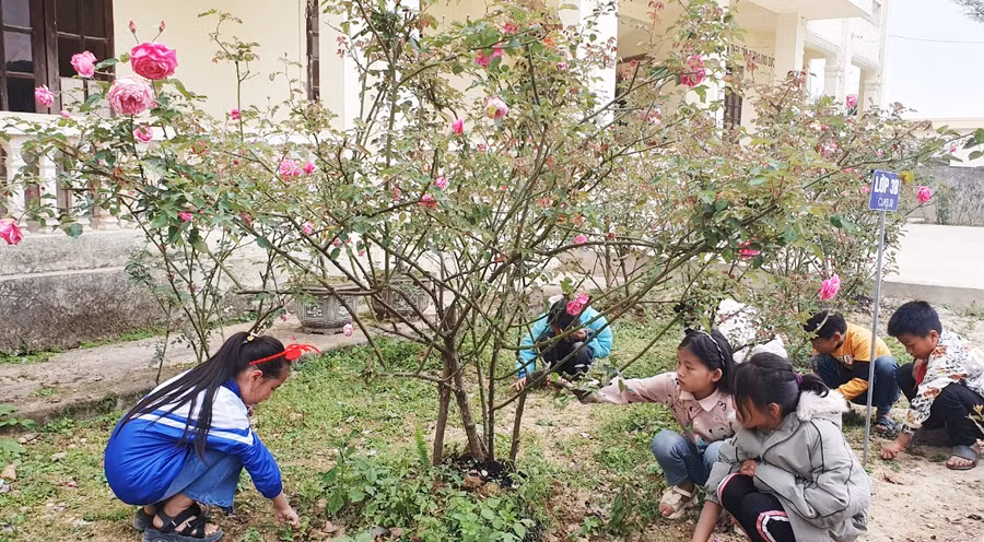 Những gốc hoa được học sinh, giáo viên Trường Phổ thông DTBT Tiểu học Đoọc Mạy chăm sóc trong năm học đã nở hoa vào dịp mùa xuân đến. Ảnh: NTCC Những gốc hoa được học sinh, giáo viên Trường Phổ thông DTBT Tiểu học Đoọc Mạy chăm sóc trong năm học đã nở hoa vào dịp mùa xuân đến. Ảnh: NTCC