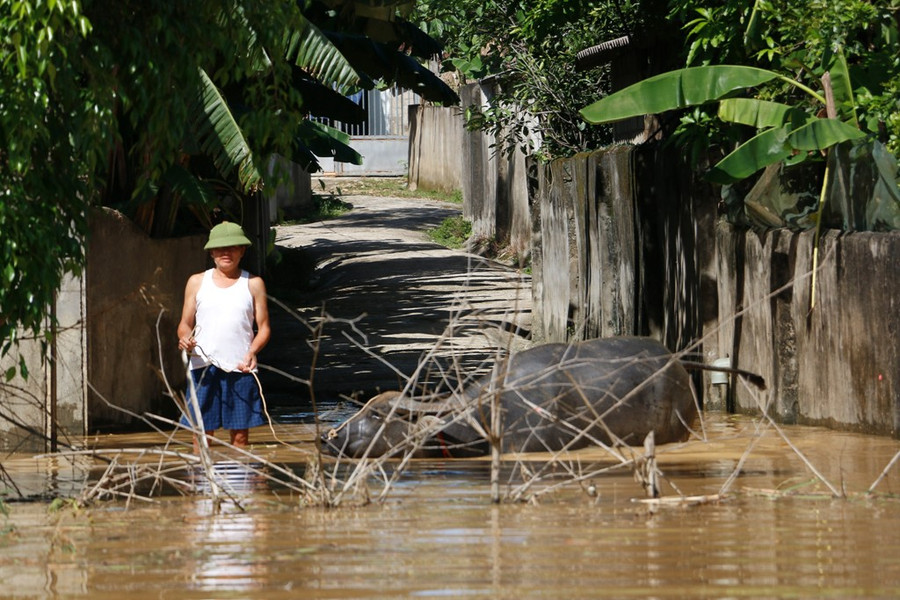 Nước lũ về kèm theo nhiều củi, rác