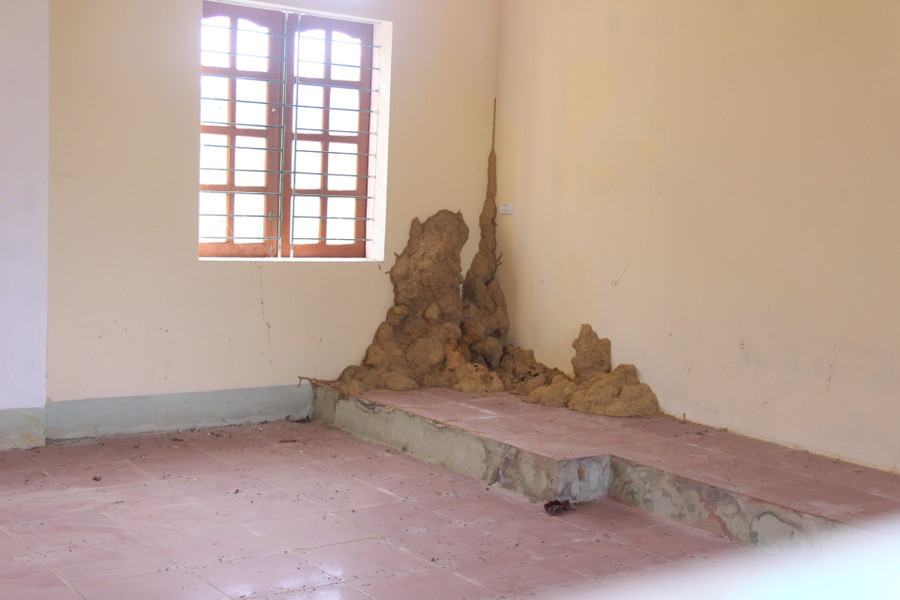 Tổ mối đùn lên trong phòng học