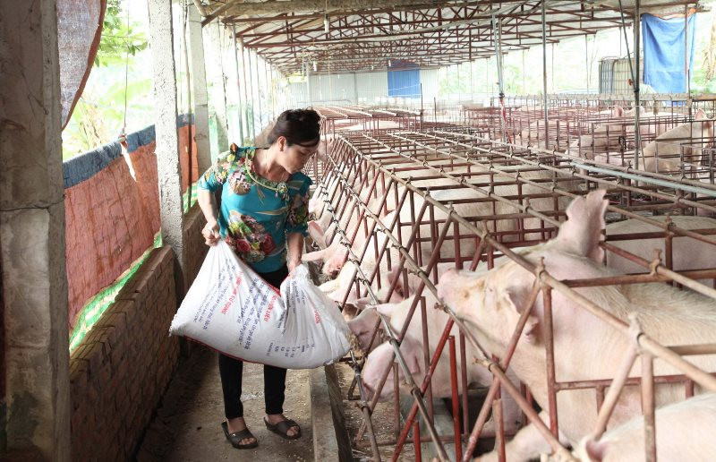 Gia đình chị Đặng Thị Điệp thôn Thị Ích, xã Liên Châu, huyện Yên Lạc làm kinh tế trang trại