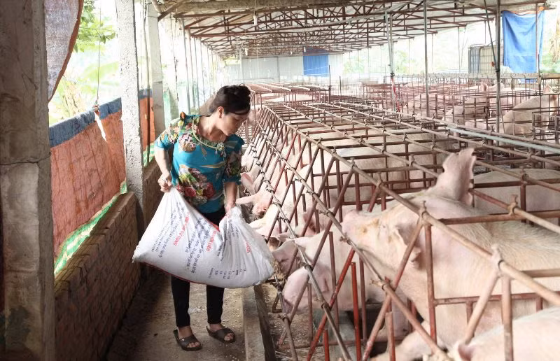 Gia đình chị Đặng Thị Điệp thôn Thị Ích, xã Liên Châu, huyện Yên Lạc làm kinh tế trang trại